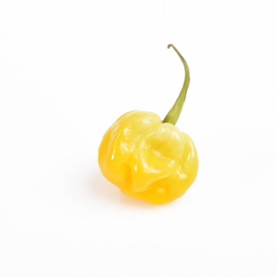 Habanero yellow | Fresh Chilli