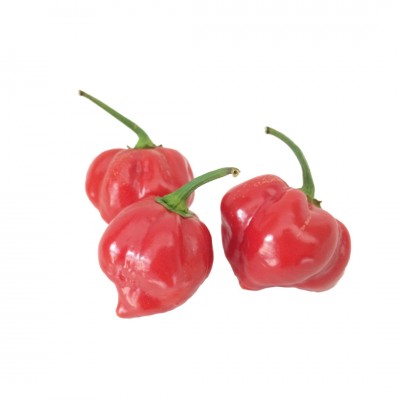 Habanero red | Fresh Chilli